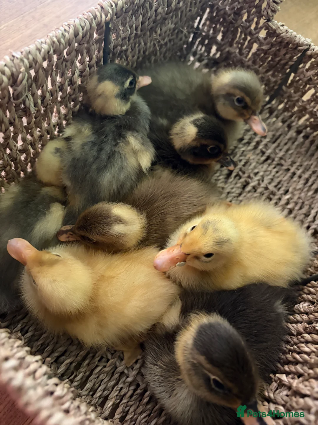 Ducks poultry for sale: Indian runner ducklings unsexed mixed colours - Advert 1