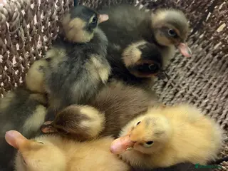 Ducks poultry Indian runner ducklings unsexed mixed colours - Advert 1
