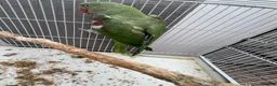 Mixed Breed birds for sale: Indian ringneck and Alexandrine parrot  - Advert 7