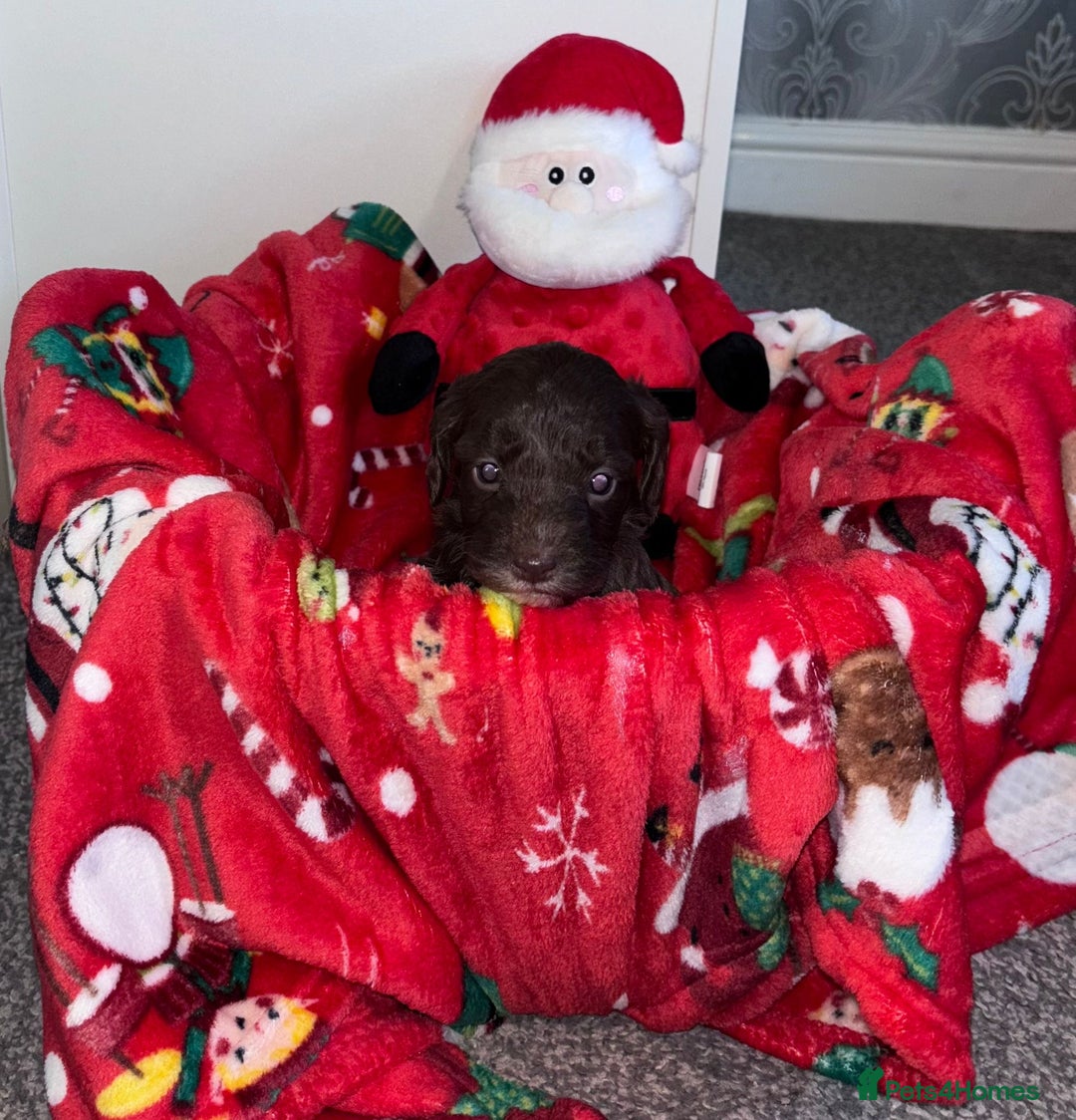 Cockapoo dogs for sale: 3 remaining Adorable cockapoo puppies  - Advert 24