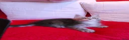 Maine Coon cats for sale: HCM/PKDef/SMA clear TICA polys/non poly silvers  - Advert 3