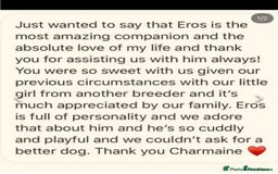 Cavapoochon dogs for sale: Amazing teddy Cavapoochons  - Image 6