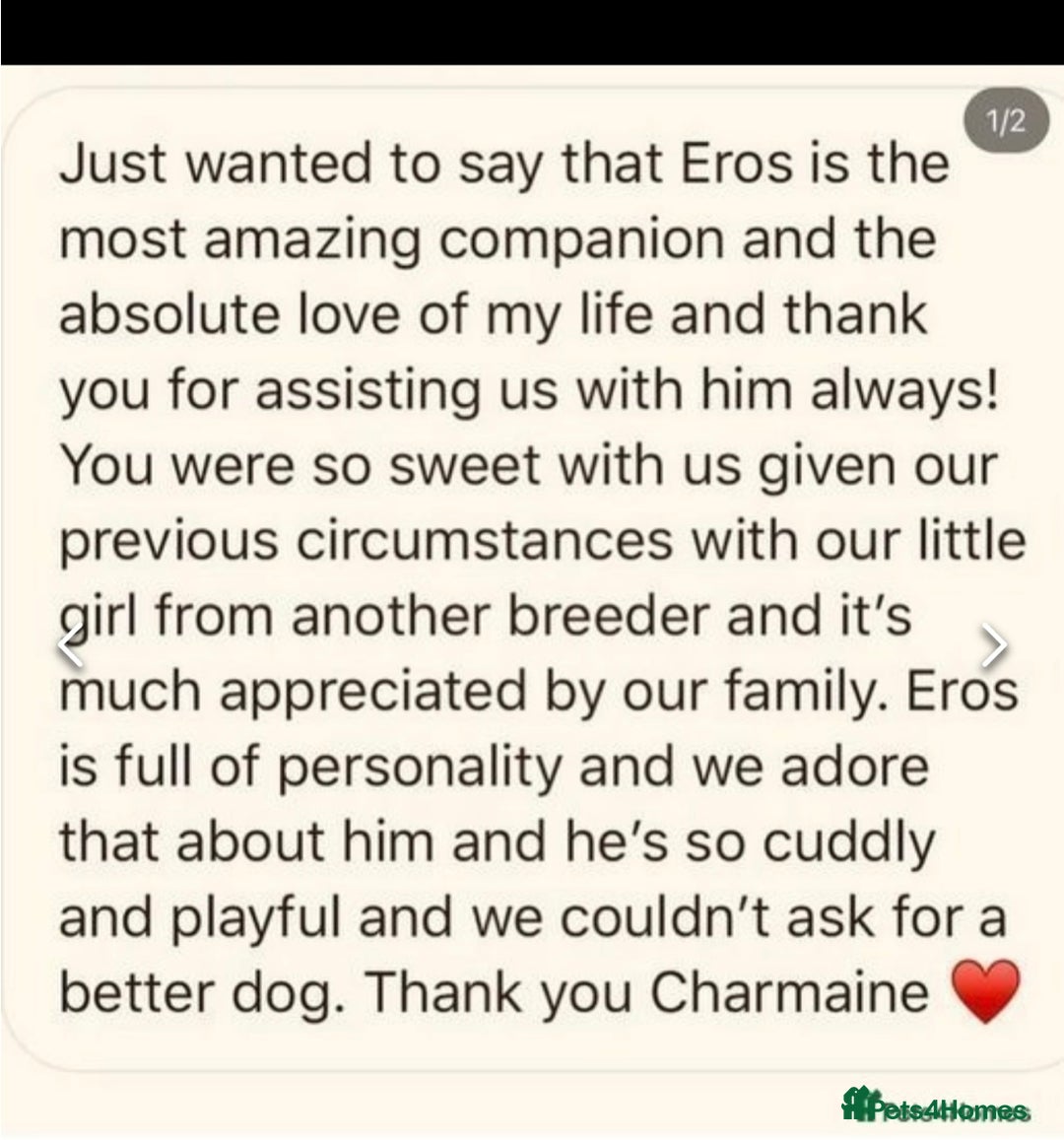 Cavapoochon dogs for sale: Amazing teddy Cavapoochons  - Image 6