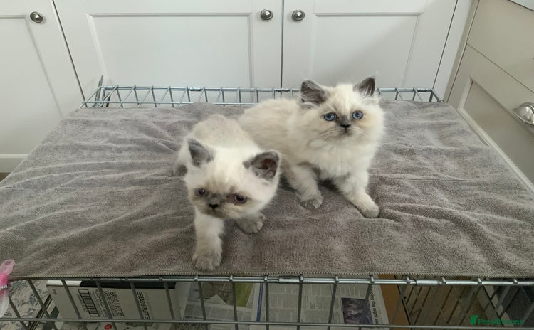 Persian cats - Advert 6