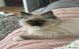 Ragdoll cats for sale: Lovely kitten ready for her forever home 🩷 - Image 6