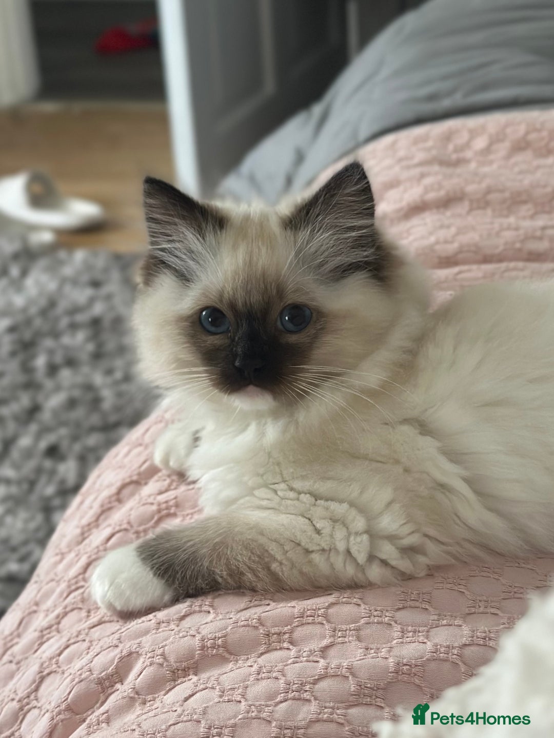 Ragdoll cats for sale: Lovely kitten ready for her forever home 🩷 - Image 6