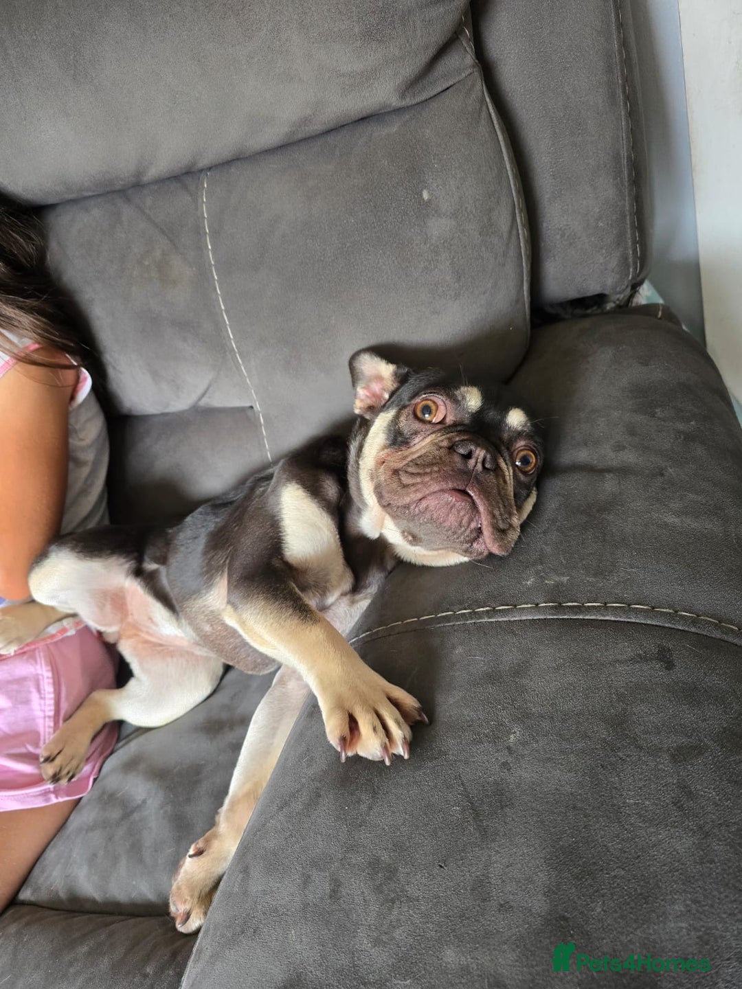 French Bulldog dogs for sale: Female French null dog - Image 6