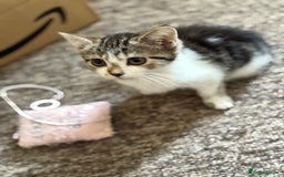 Mixed Breed cats for sale: Beautiful kittens ready for new home  - Image 6