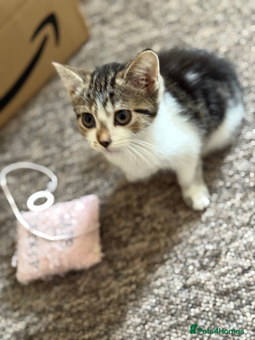 Mixed Breed cats for sale: Beautiful kittens ready for new home  - Image 6