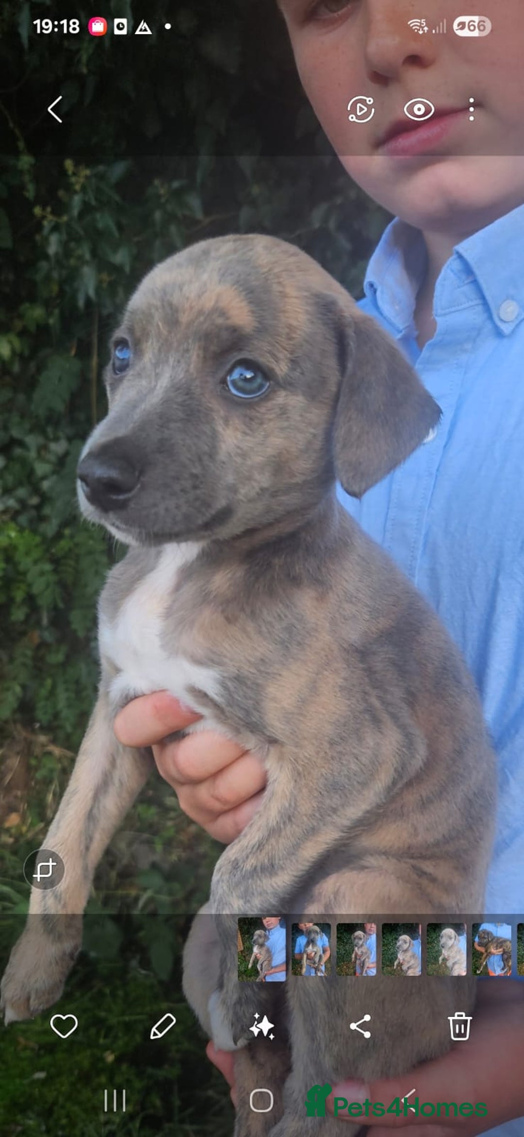 Lurcher dogs for sale: Lurcher pups for sale - Image 7