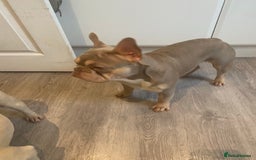 French Bulldog dogs for stud: Now FBCE GOLD! x OFFER- Fertility package inc in Matlock - Image 17