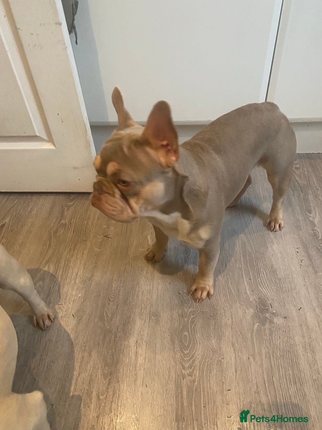 French Bulldog dogs for stud: Now FBCE GOLD! x OFFER- Fertility package inc in Matlock - Image 17