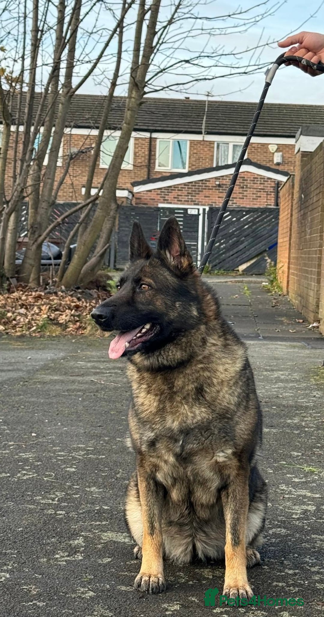 German Shepherd dogs for sale: Amazing German Shepherd Female  - Advert 6