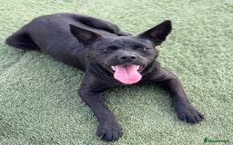 Mixed Breed dogs for adoption: Loving Beatrix looking For LOVE - Image 11