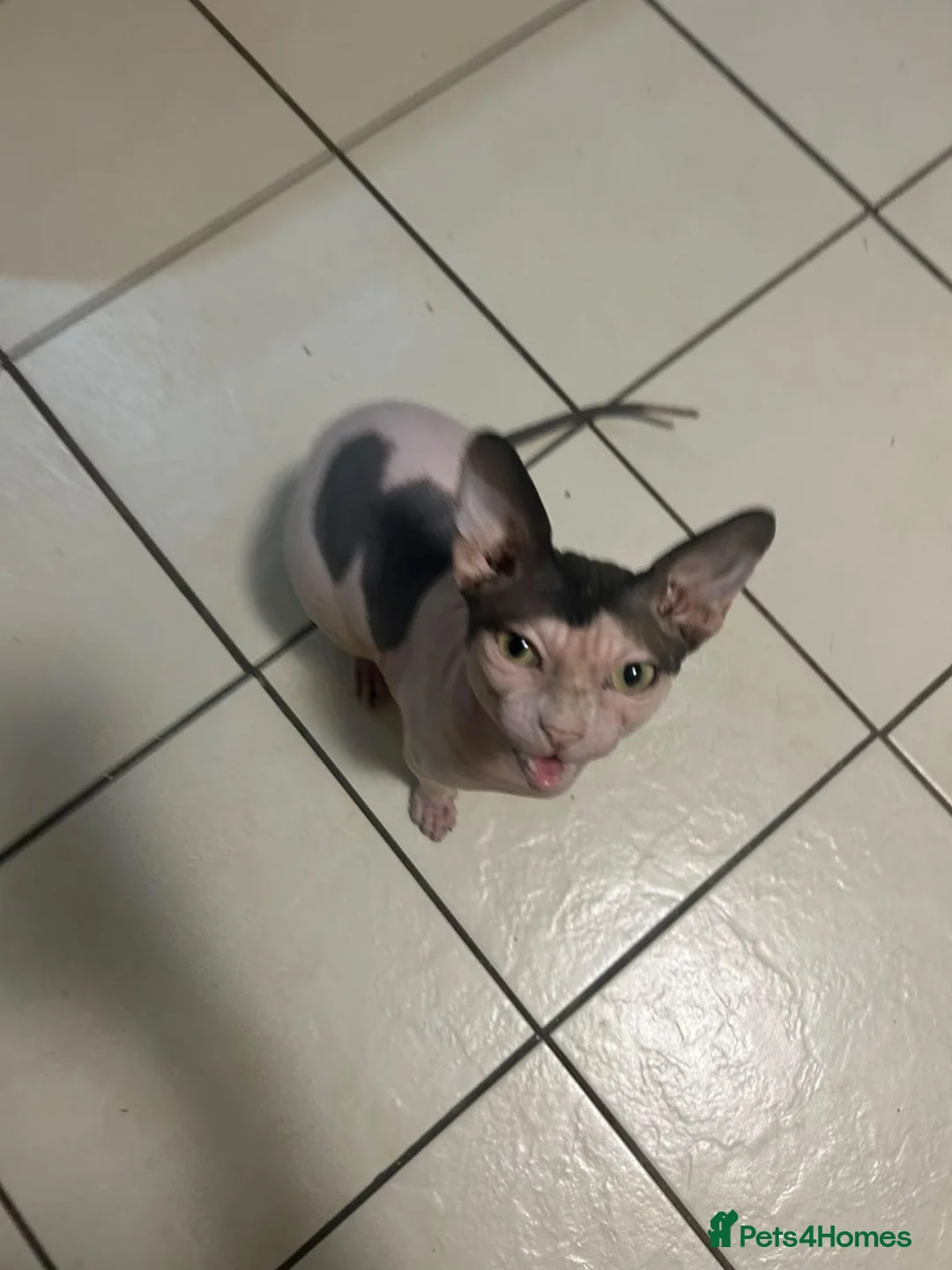 Sphynx cats for sale: Male sphynx in Grays - Advert 2