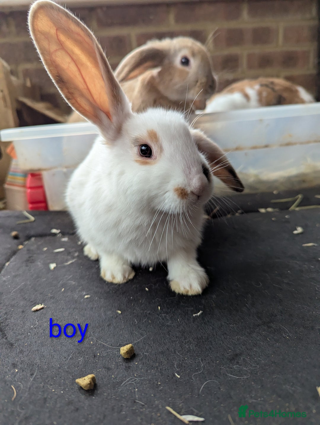 English Lop rabbits for sale: Lop mixed dot baby rabbits  - Advert 7