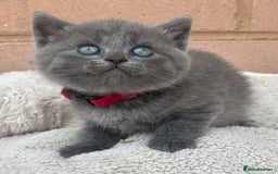 British Shorthair cats for sale: 5. british Blue Cross kittens - Image 9