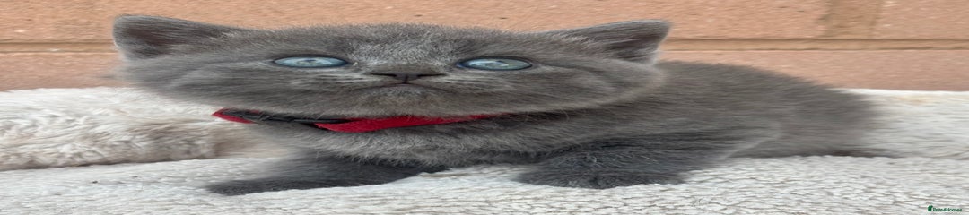 British Shorthair Kitten 3