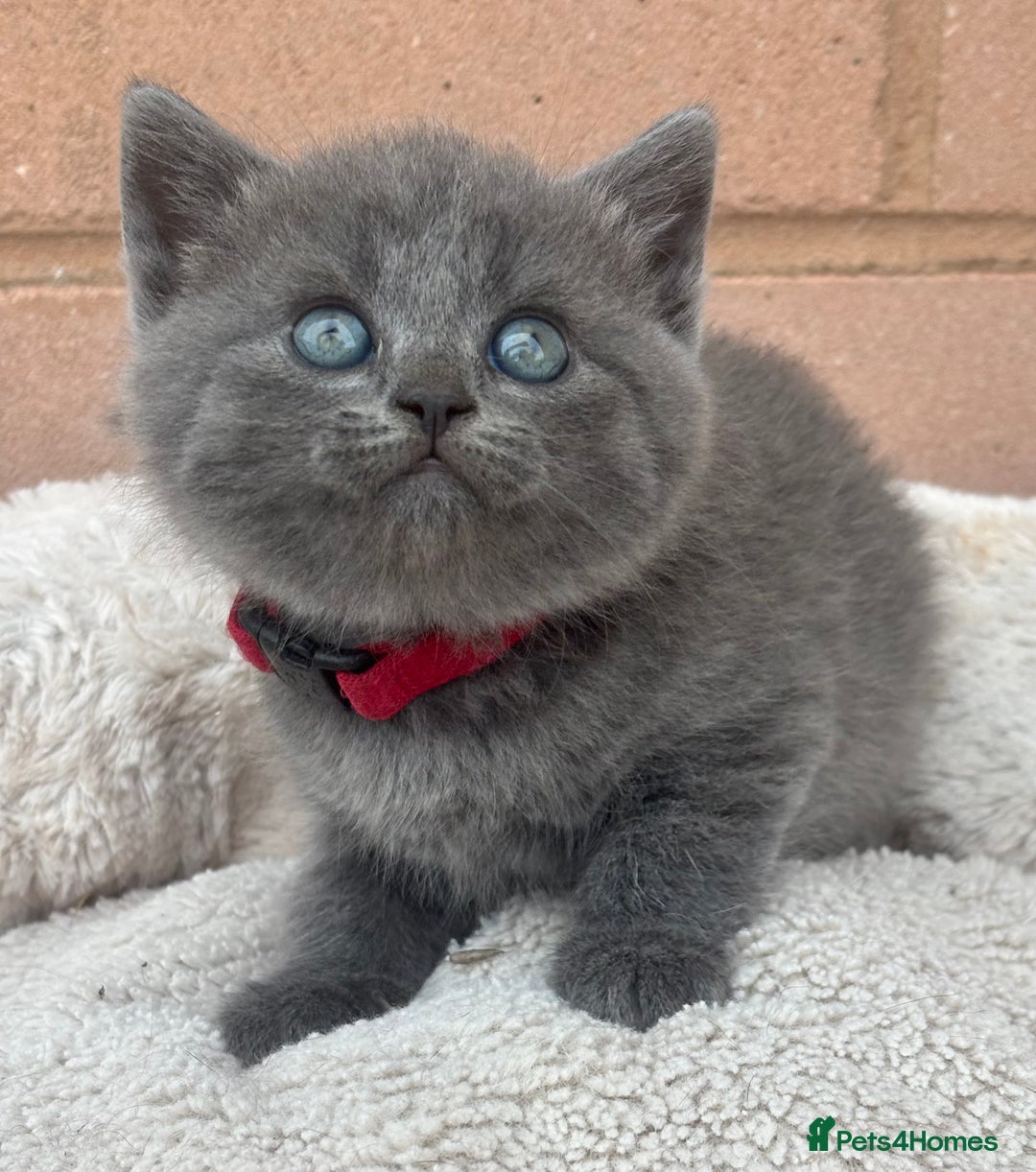 British Shorthair cats for sale: 5. british Blue Cross kittens - Image 9