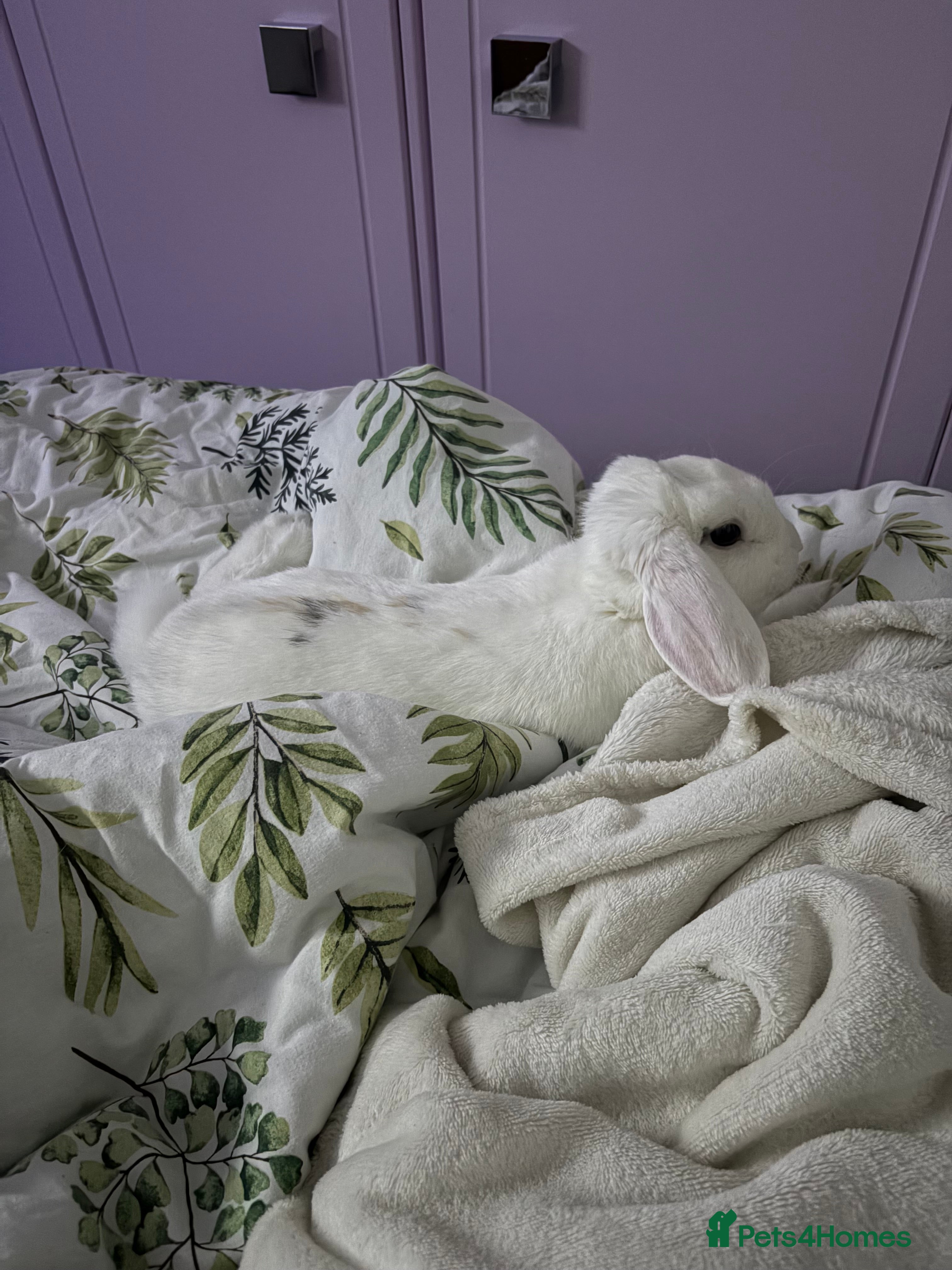 Mixed Breed rabbits Rabbit  - Advert 5