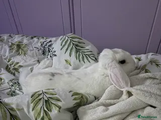 Mixed Breed rabbits Rabbit - Advert 5
