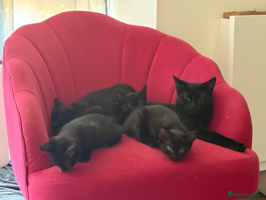 American Shorthair cats for sale: Kittens for sale boys and girls. - Image 2