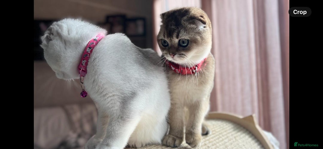 Scottish Fold cats for sale: Beautiful TICA Registered Scottish Girl Kittens - Image 10
