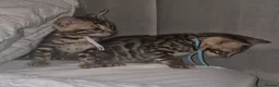 Bengal cats for sale: Supreme Apb Gene & Health Tested Bengal Kittens - Advert 5