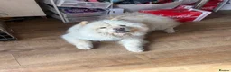 Chow Chow dogs for sale: Chow chow male  - Advert 6