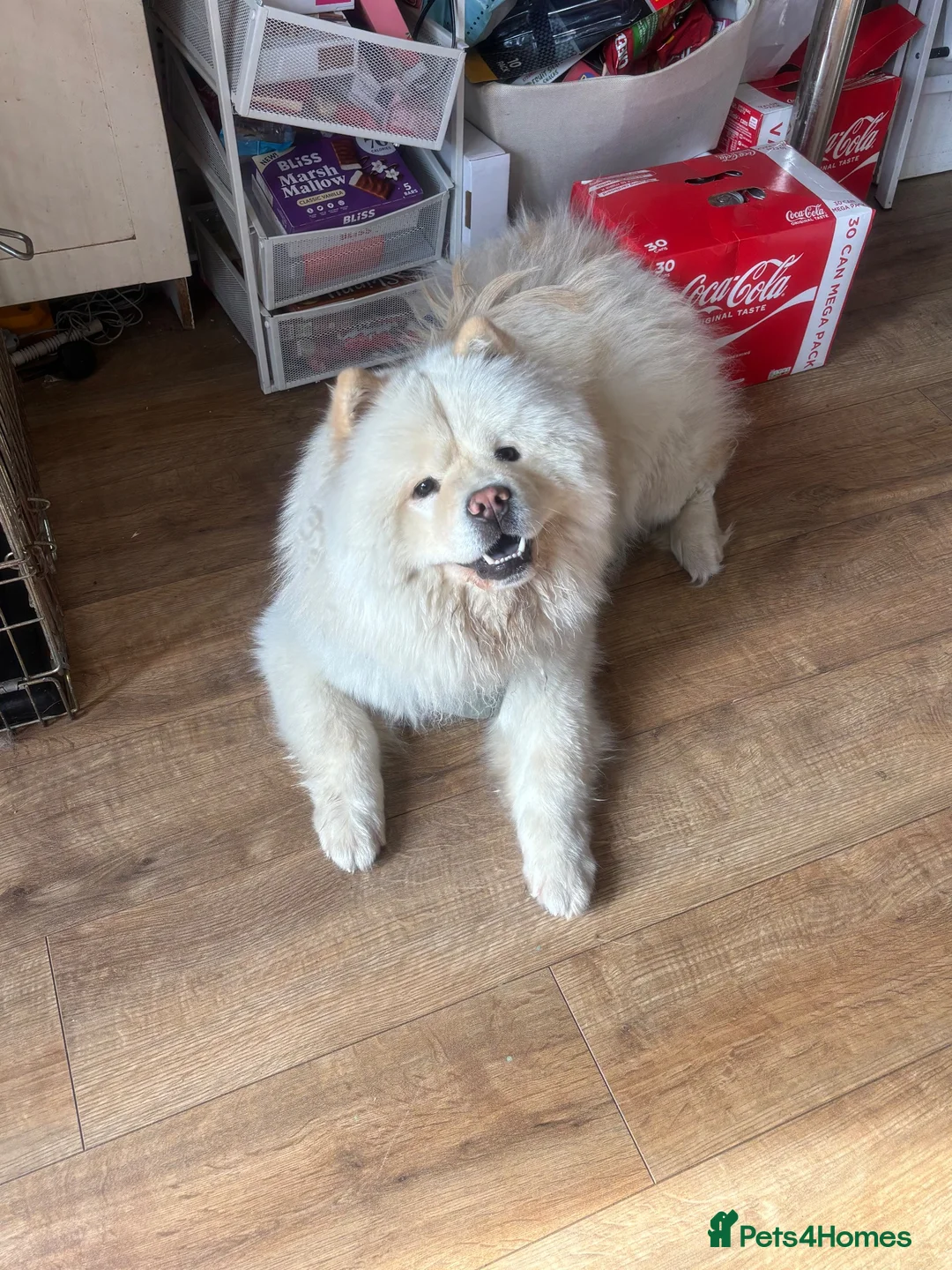 Chow Chow dogs for sale: Chow chow male  - Advert 6