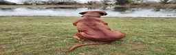 Rhodesian Ridgeback dogs for sale: Beautiful Rhodesian Ridgeback puppies-Family pet - Advert 6