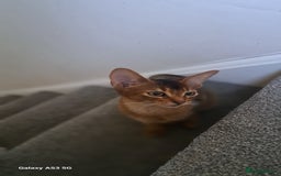 Abyssinian cats for sale: 5✨TICA Beautiful Abyssinian Kittens - Image 22