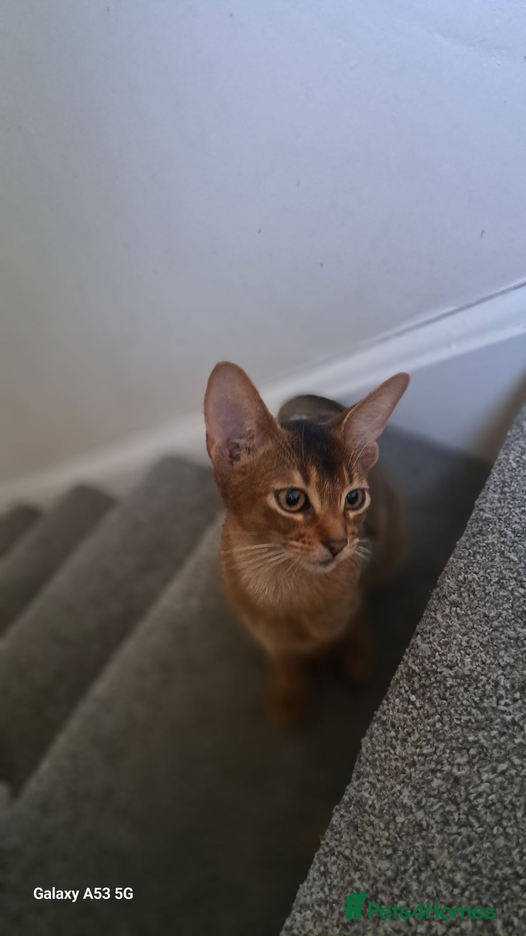 Abyssinian cats for sale: 5✨TICA Beautiful Abyssinian Kittens - Image 22