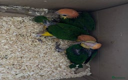 Parrots birds for sale: Hand Reared Yellow Thighed Caiques - Image 1