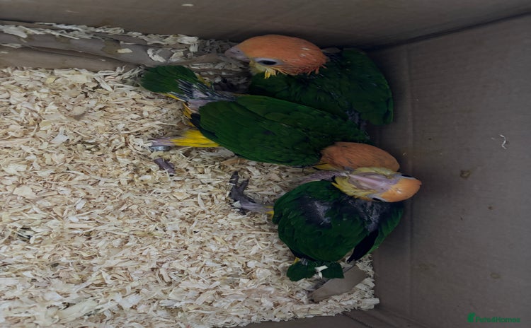 Parrots birds - Advert 1