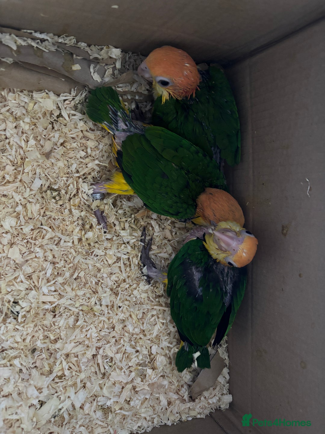 Parrots birds for sale: Hand Reared Yellow Thighed Caiques - Image 1