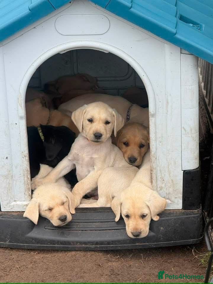 Labrador Retriever dogs Excellent KC reg-health checked home bred line - Advert 16