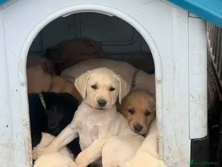 Labrador Retriever dogs Excellent KC reg-health checked home bred line - Advert 16