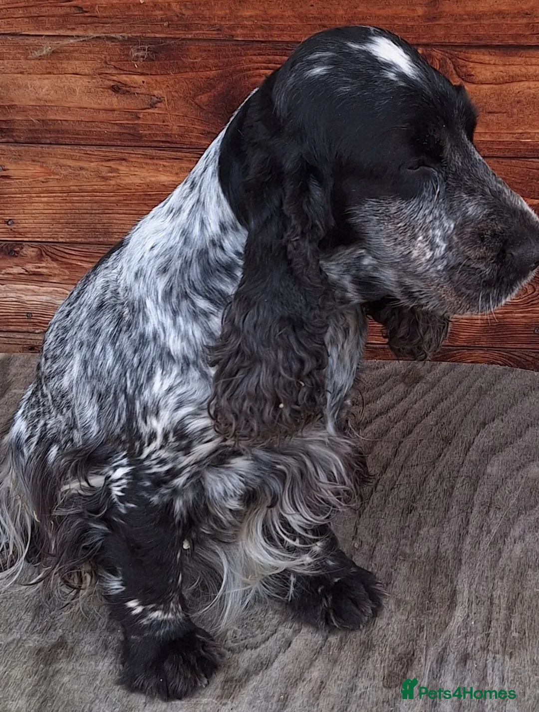 Cocker Spaniel dogs for sale: Show type cocker spaniel girls - Advert 2
