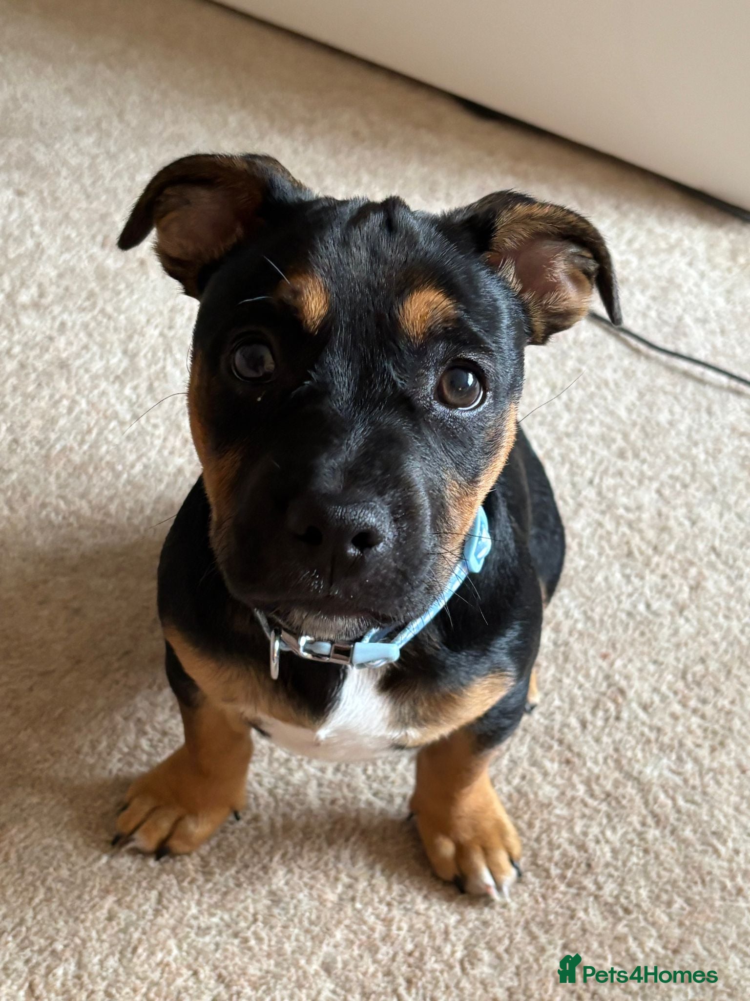 Mixed Breed dogs Jack x Frenchie  - Advert 5