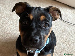 Mixed Breed dogs Jack x Frenchie - Advert 2