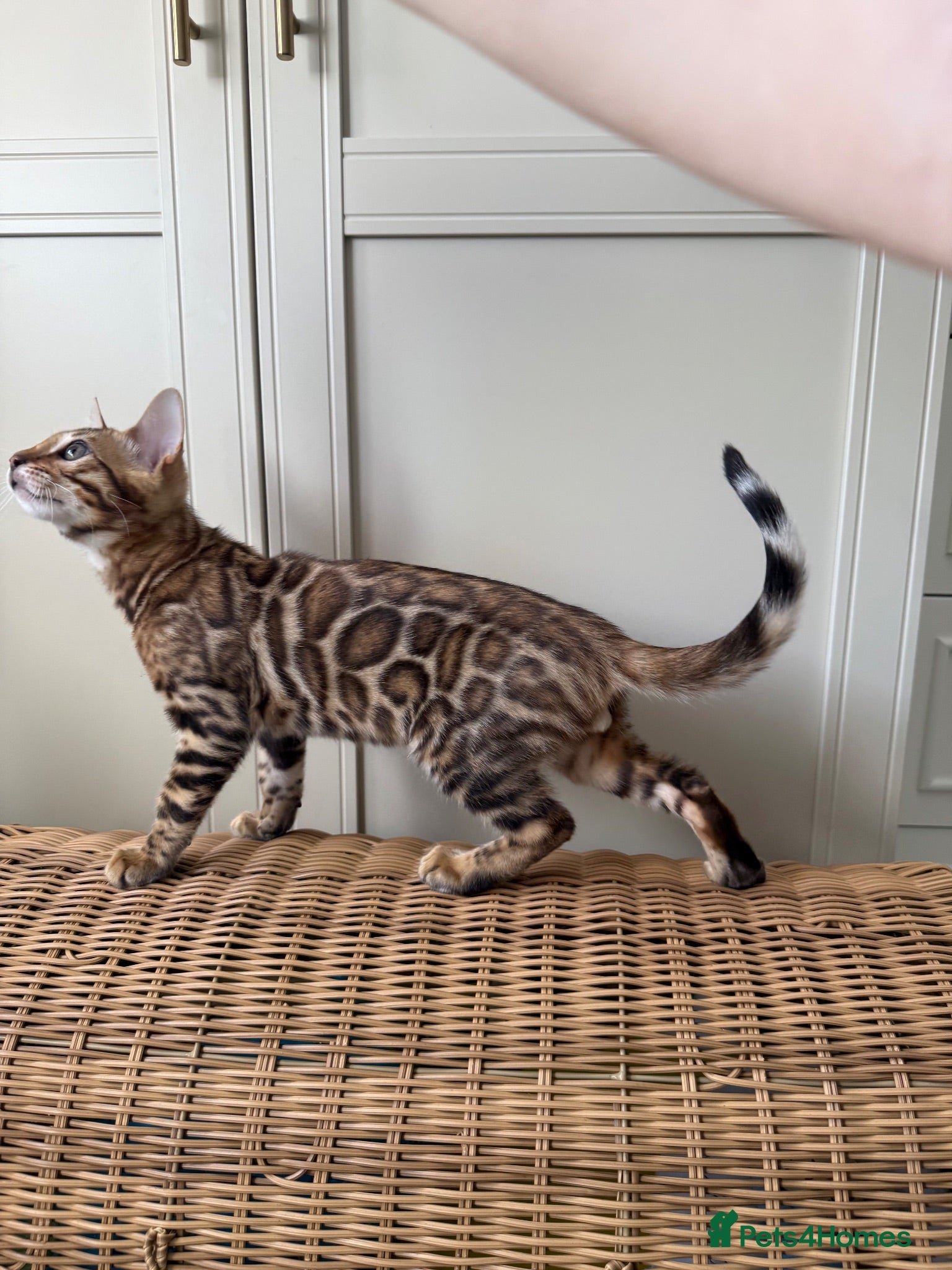 Bengal cats ✨ READY NOW - Pedigree Bengal Kitten Boy✨ - Advert 1