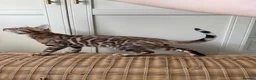 Bengal cats for sale: ✨ READY NOW - Pedigree Bengal Kitten Boy✨ - Advert 1