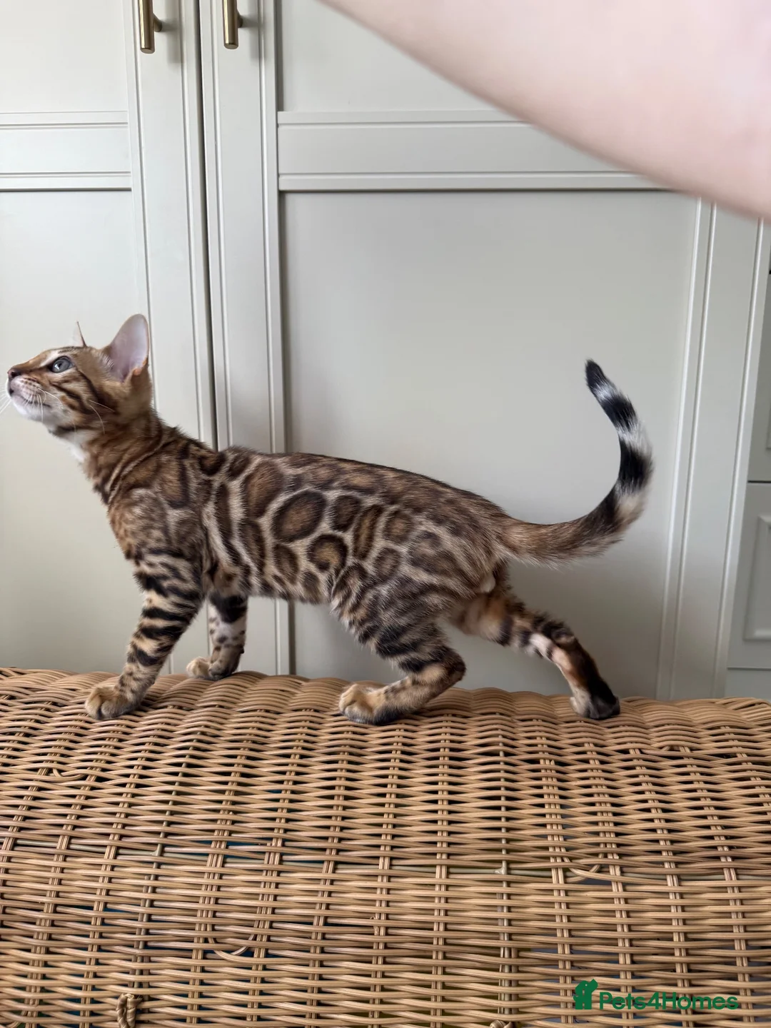 Bengal cats for sale: ✨ READY NOW - Pedigree Bengal Kitten Boy✨ - Advert 1