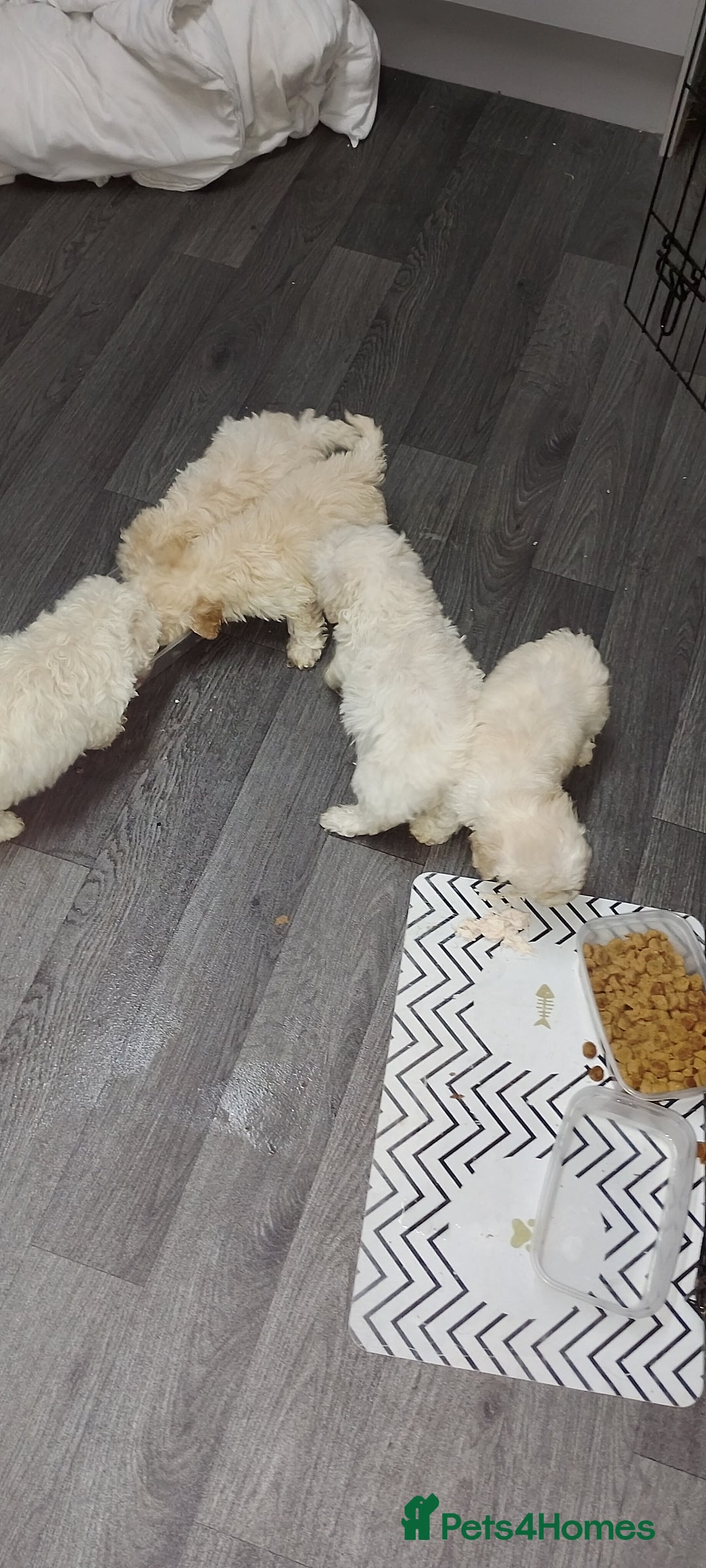 Poochon dogs for sale: Poochon  - Advert 16