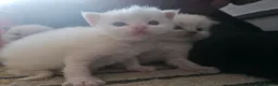 Ragdoll cats for sale: Health Tested Ragdoll Babies - Advert 4