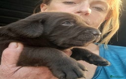 Labrador Retriever dogs for sale: Beautiful Chocolate Labrador Puppies. - Image 7