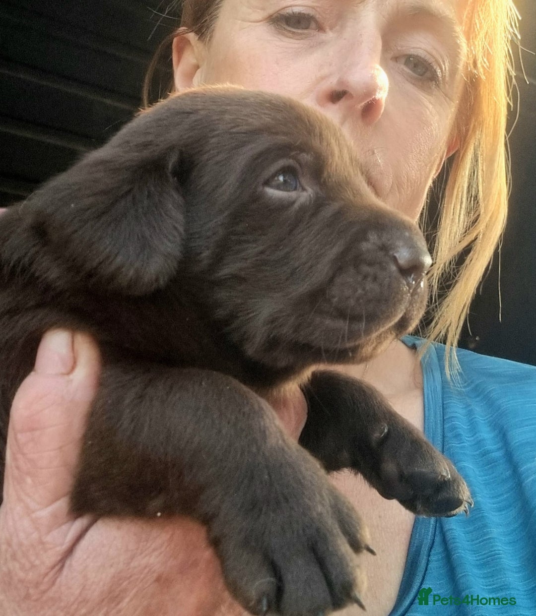 Labrador Retriever dogs for sale: Beautiful Chocolate Labrador Puppies. - Image 7