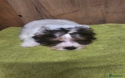 Biewer Terrier dogs for sale: Last girl Pure Biewer yorkshire terrier  - Image 10