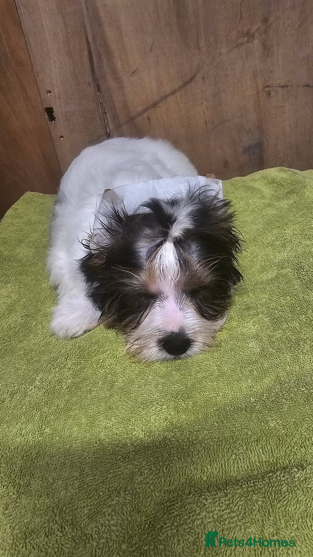 Biewer Terrier dogs for sale: Last girl Pure Biewer yorkshire terrier  - Image 10